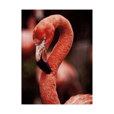 Debra Van Swearingen 'Caribbean Flamingo Ii' Canvas Art,35x47